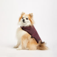 Dog shop ugg jacket